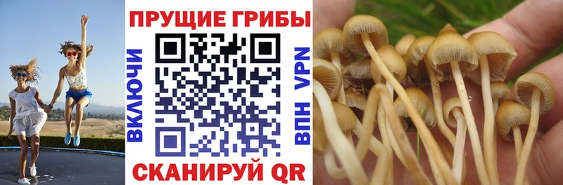 где можно купить   сайты даркнета состав  Псилоцибиновые грибы MAGIC MUSHROOMS  Стародуб 